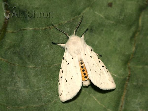 Spilosoma lubricipeda