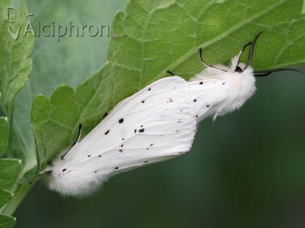 Spilosoma lubricipeda