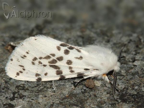 Spilosoma lubricipeda