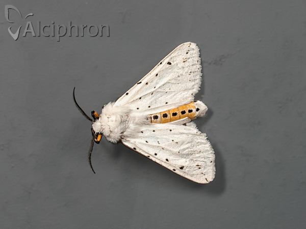 Spilosoma lubricipeda