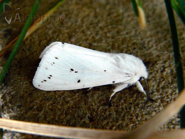 Spilosoma lubricipeda