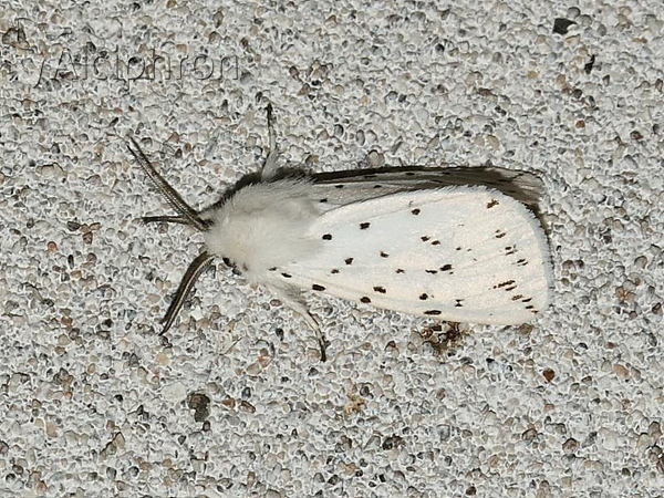 Spilosoma lubricipeda