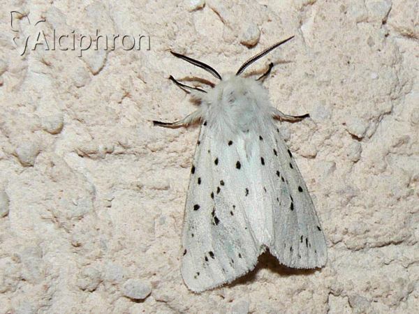 Spilosoma lubricipeda