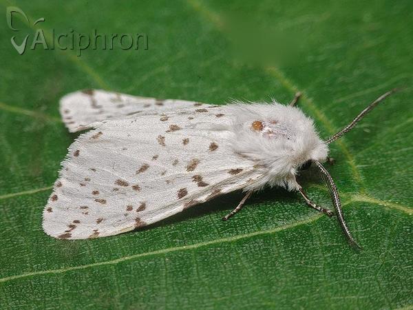 Spilosoma lubricipeda