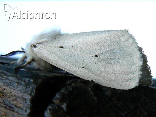 Spilosoma urticae