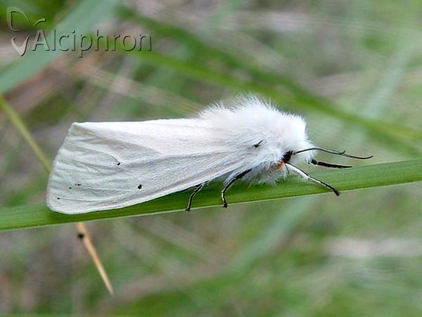 Spilosoma urticae