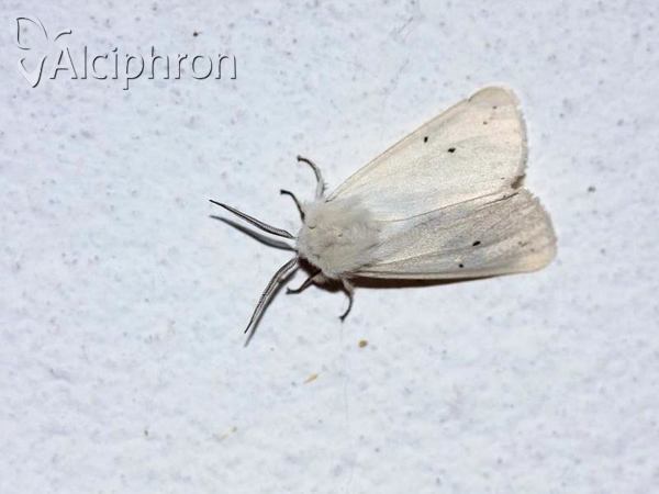 Spilosoma urticae