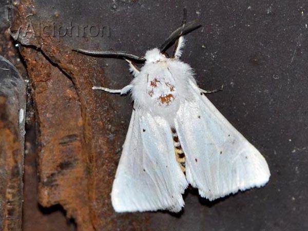 Spilosoma urticae