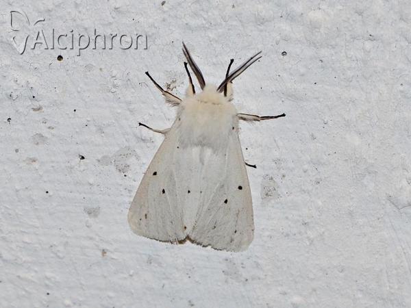 Spilosoma urticae