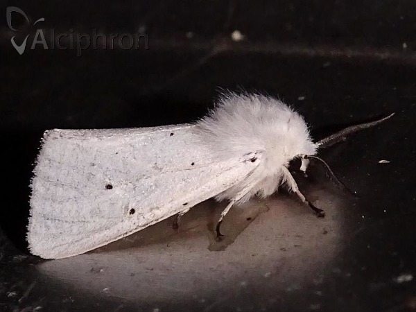 Spilosoma urticae