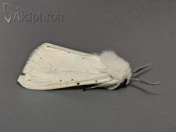 Spilosoma urticae