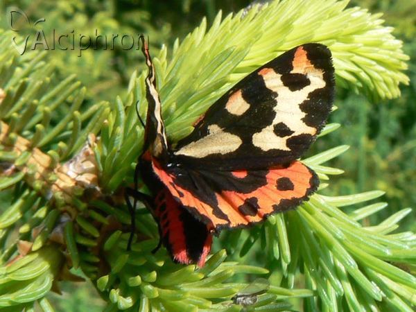 Parasemia plantaginis