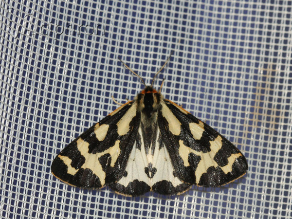 Parasemia plantaginis