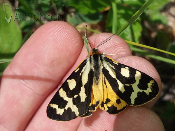 Parasemia plantaginis