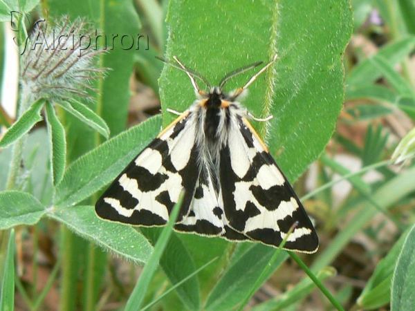 Parasemia plantaginis