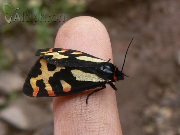 Parasemia plantaginis