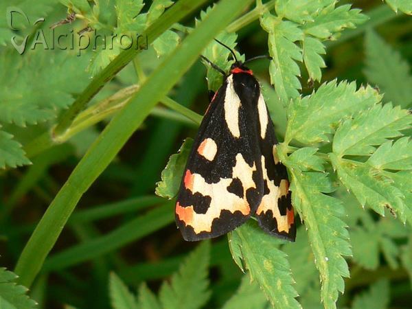 Parasemia plantaginis