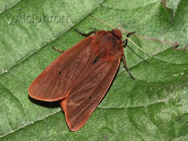 Phragmatobia fuliginosa