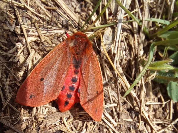 Phragmatobia fuliginosa
