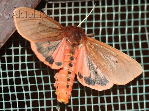 Phragmatobia fuliginosa