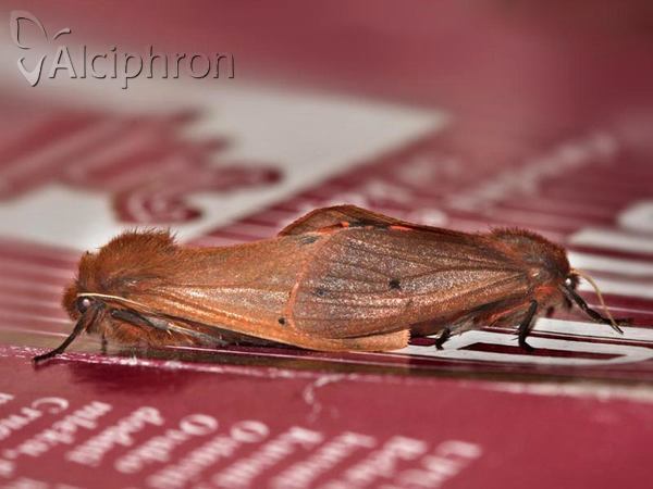 Phragmatobia fuliginosa