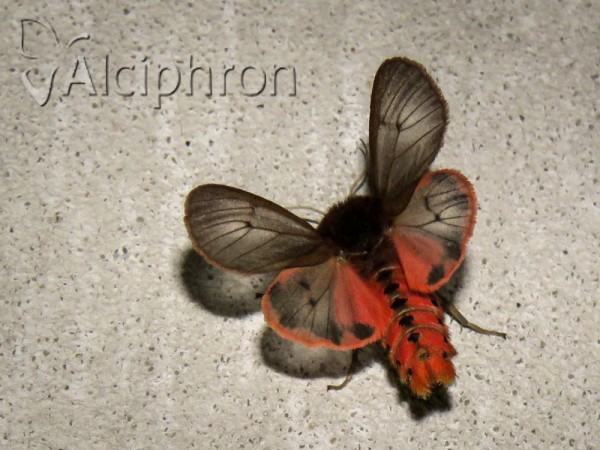 Phragmatobia fuliginosa