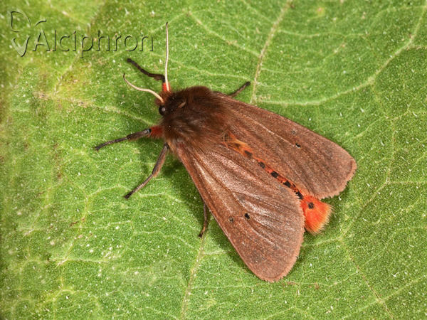 Phragmatobia fuliginosa