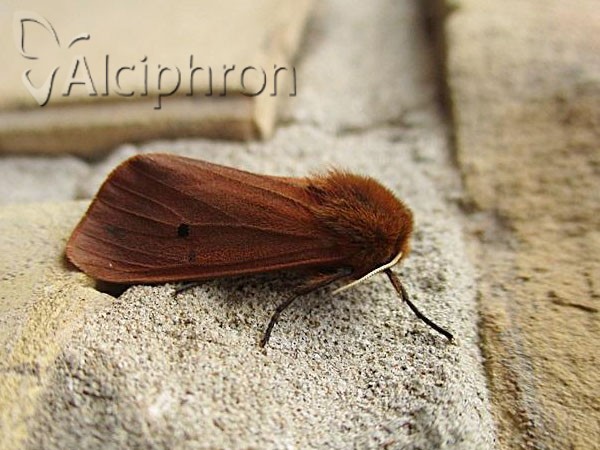 Phragmatobia fuliginosa