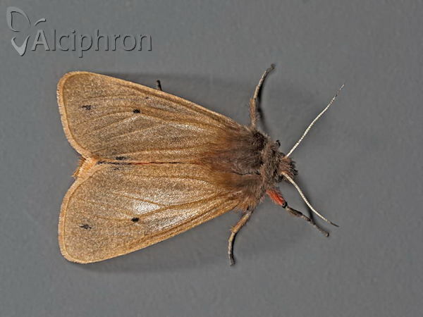 Phragmatobia fuliginosa
