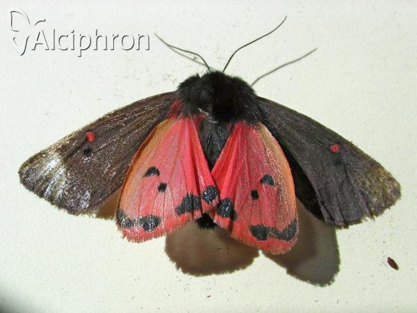 Phragmatobia placida