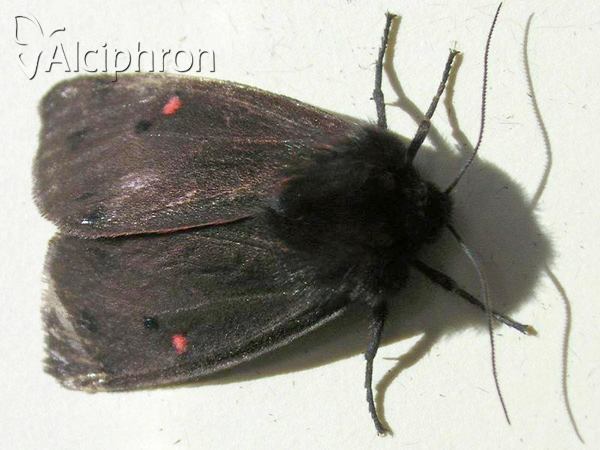 Phragmatobia placida