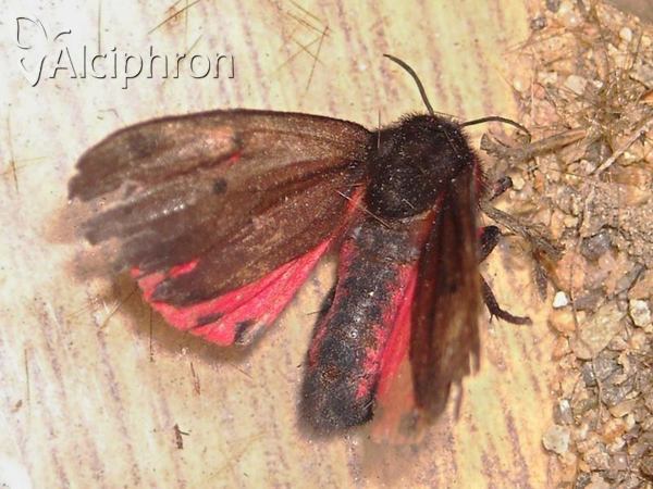 Phragmatobia placida