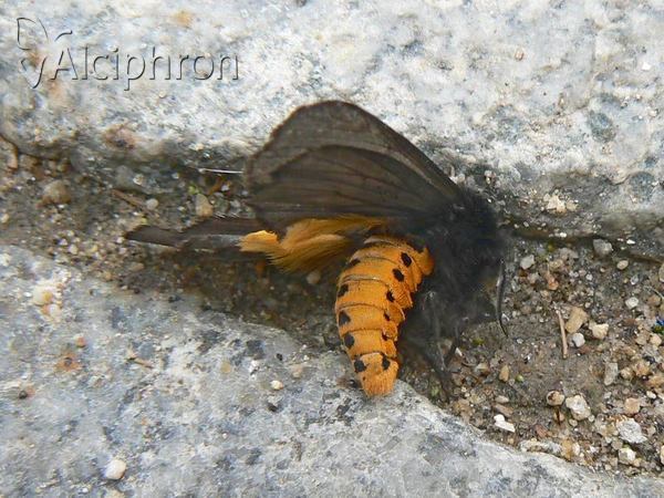 Phragmatobia luctifera