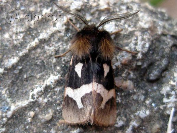 Watsonarctia deserta