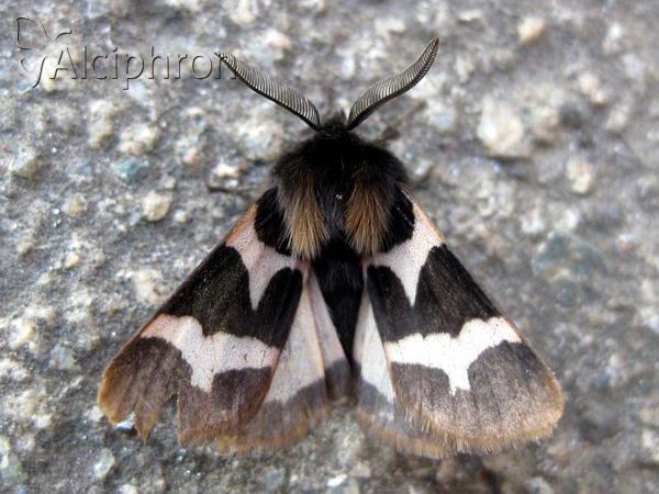 Watsonarctia deserta