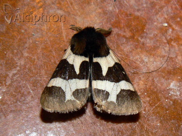 Watsonarctia deserta