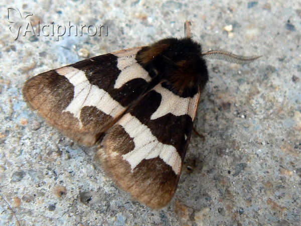 Watsonarctia deserta
