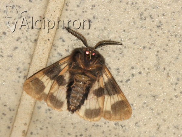 Watsonarctia deserta