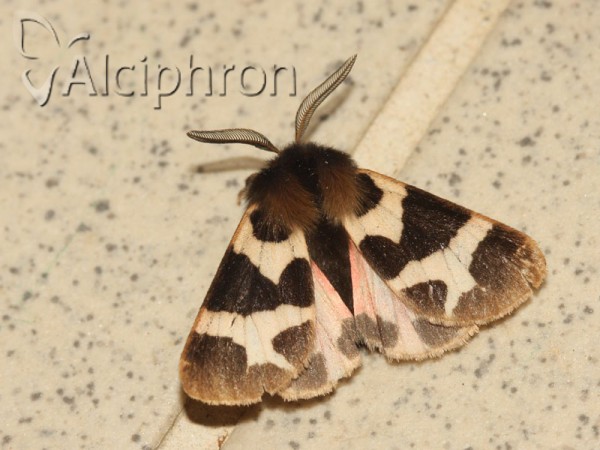 Watsonarctia deserta
