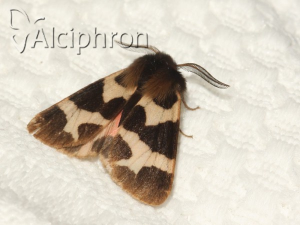 Watsonarctia deserta