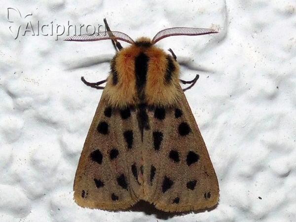 Chelis maculosa