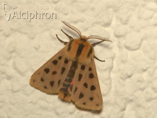 Chelis maculosa