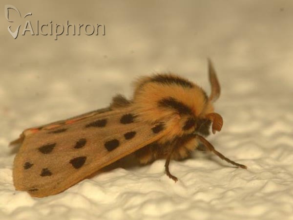 Chelis maculosa