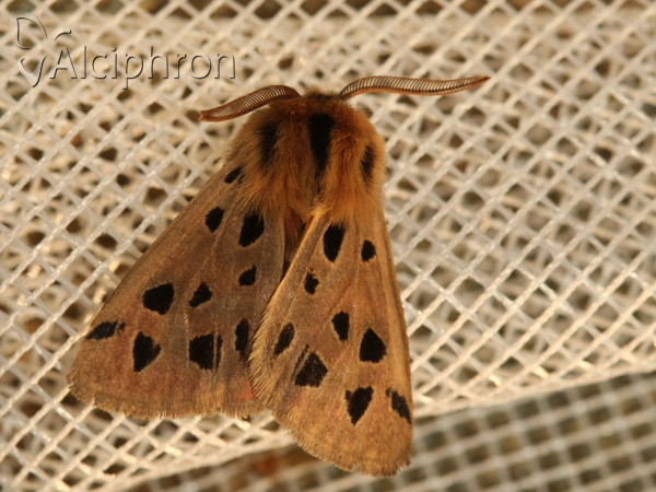 Chelis maculosa