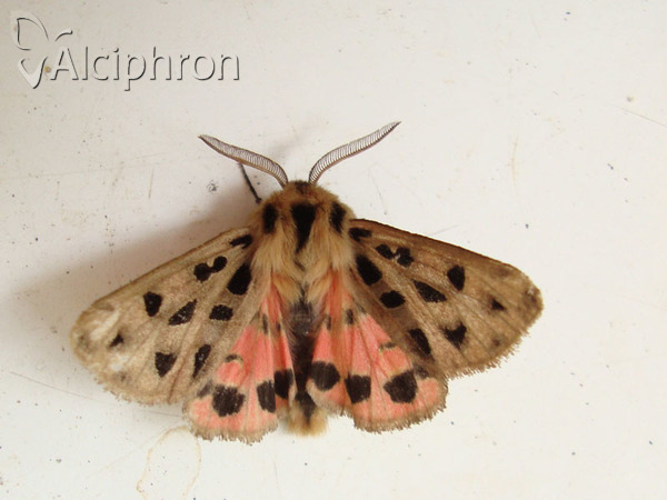 Chelis maculosa