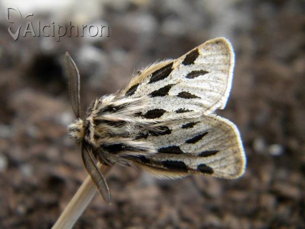 Ocnogyna parasita