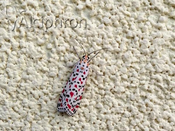 Utetheisa pulchella