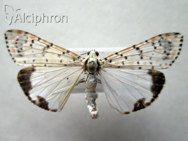 Utetheisa pulchella