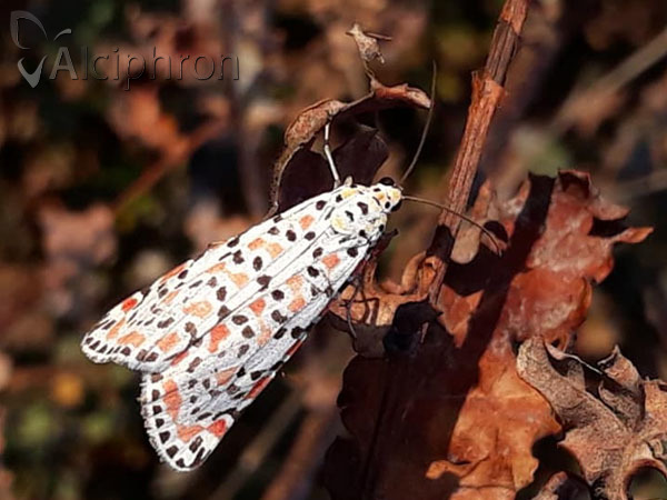 Utetheisa pulchella