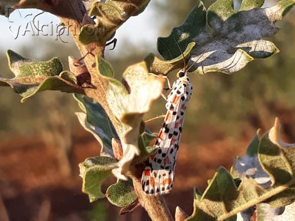 Utetheisa pulchella